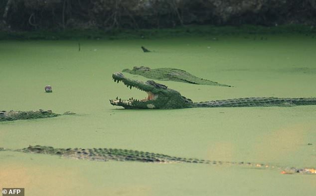 Buaya Diduga Terkam Nenek di Jambi Hingga Tewas